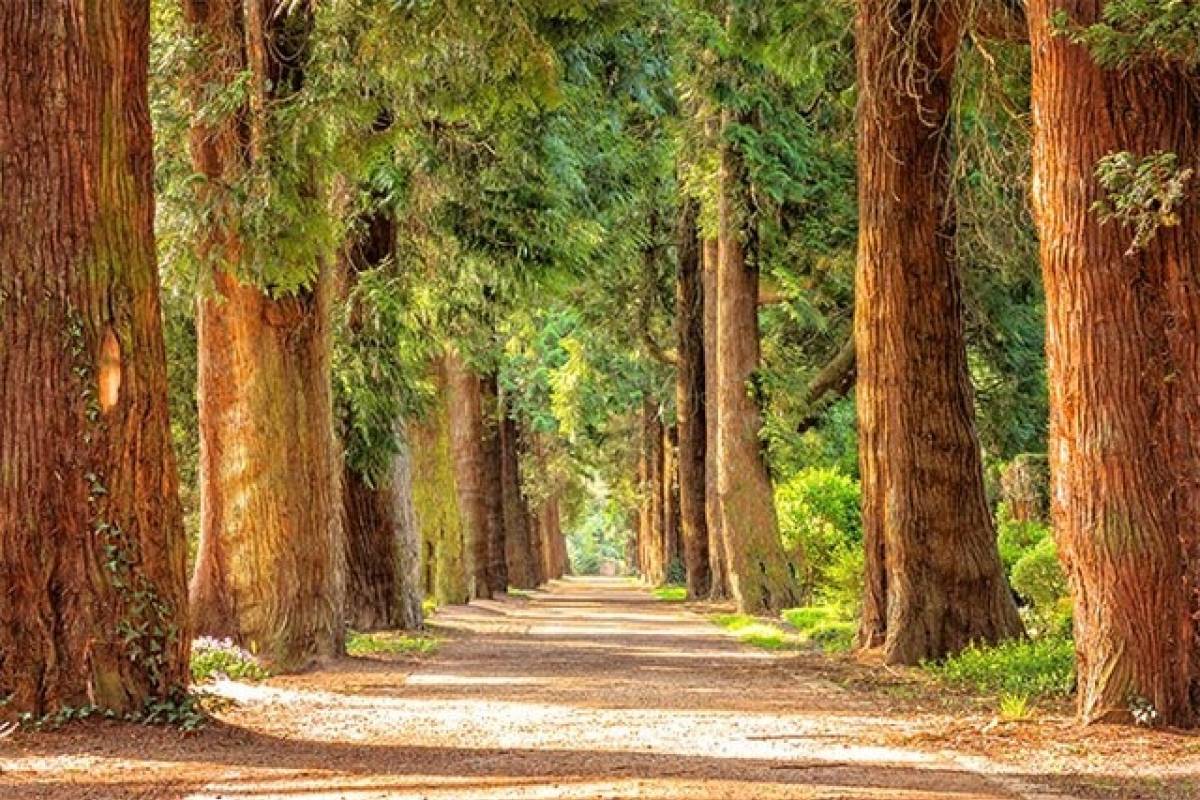 Redwoods Road